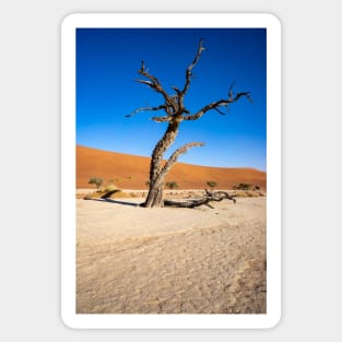 Gnarled tree. Sticker